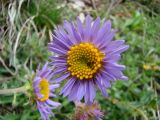 Aster (1)